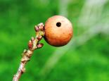 GALLS Oak marble gall - Amy Lewis